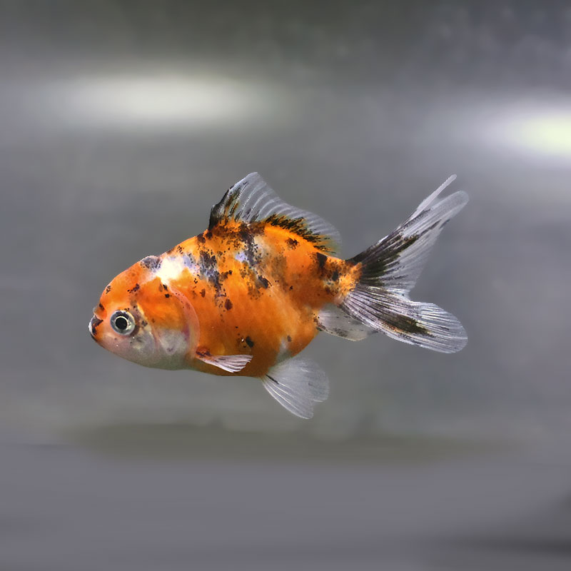 すべての商品 | 金魚の通販は「金魚王子 オンラインストア」金魚専門店
