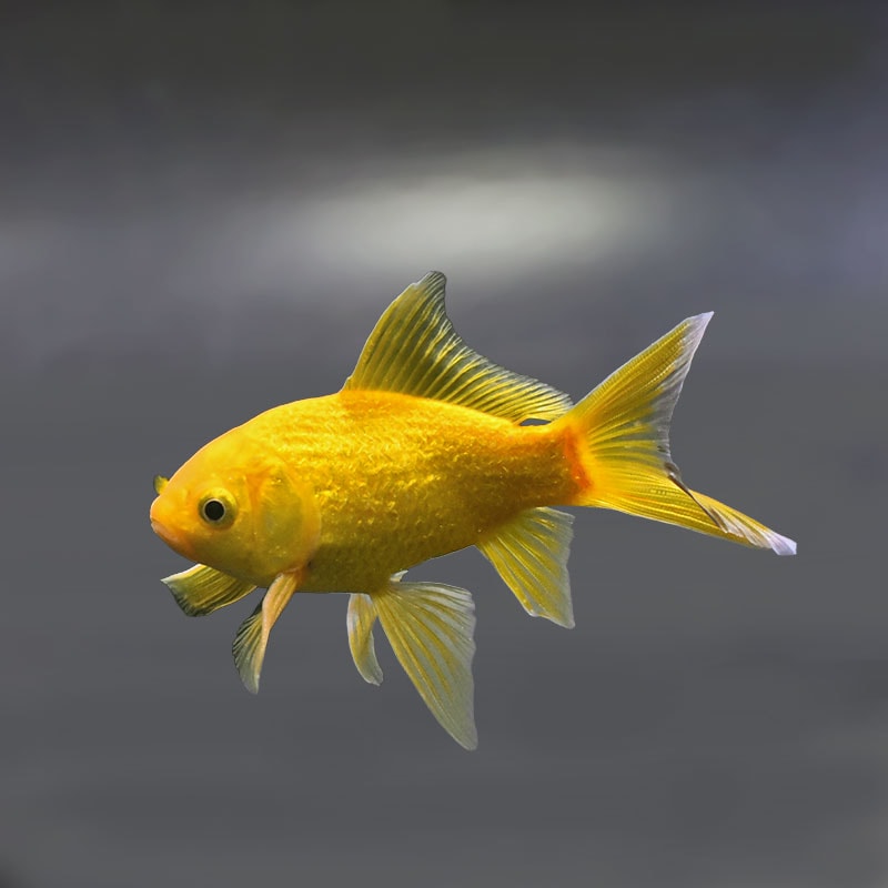 【金魚王子】キラキラ 10.5cm前後 (個体番号：xsw912) 金魚 きんぎょ 生体 キラキラ 厳選個体