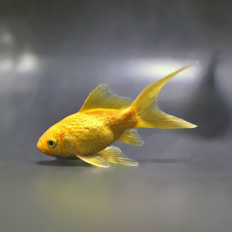 金魚の通販は「金魚王子 オンラインストア」金魚専門店 販売 | 商品一覧