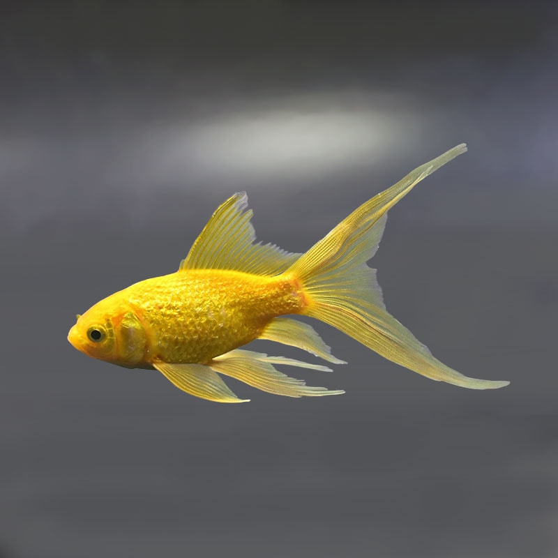 【金魚王子】キラキラ 13cm前後 (個体番号：xsw914) 金魚 きんぎょ 生体 キラキラ 厳選個体