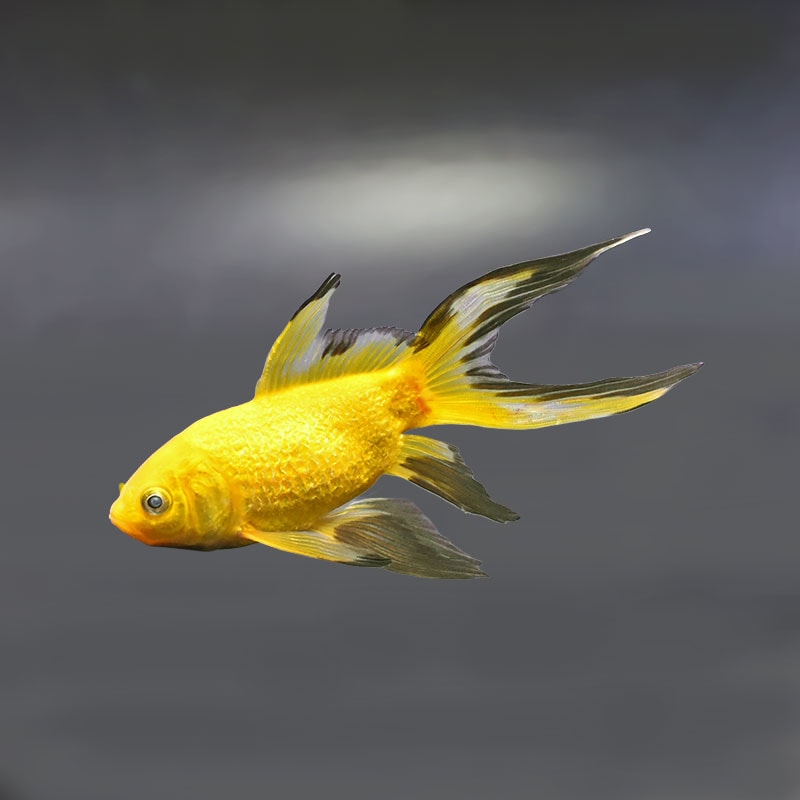 【金魚王子】キラキラ 12cm前後 (個体番号：xsw915) 金魚 きんぎょ 生体 キラキラ 厳選個体