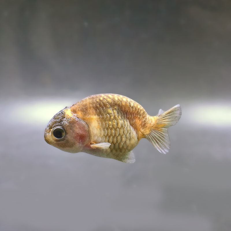 金魚,らんちゅう系,らんちゅう | 金魚の通販は「金魚王子 オンライン