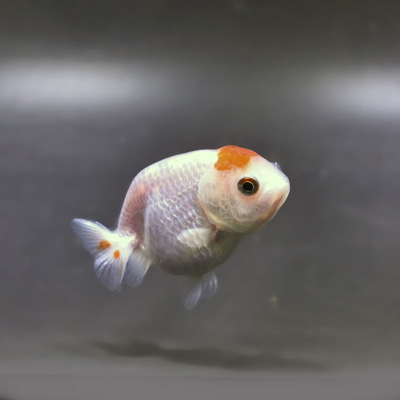 【ターミ】らんちゅう様★専用ページ 金魚,らんちゅう系,らんちゅう | 金魚の通販は「金魚王子 オンライン