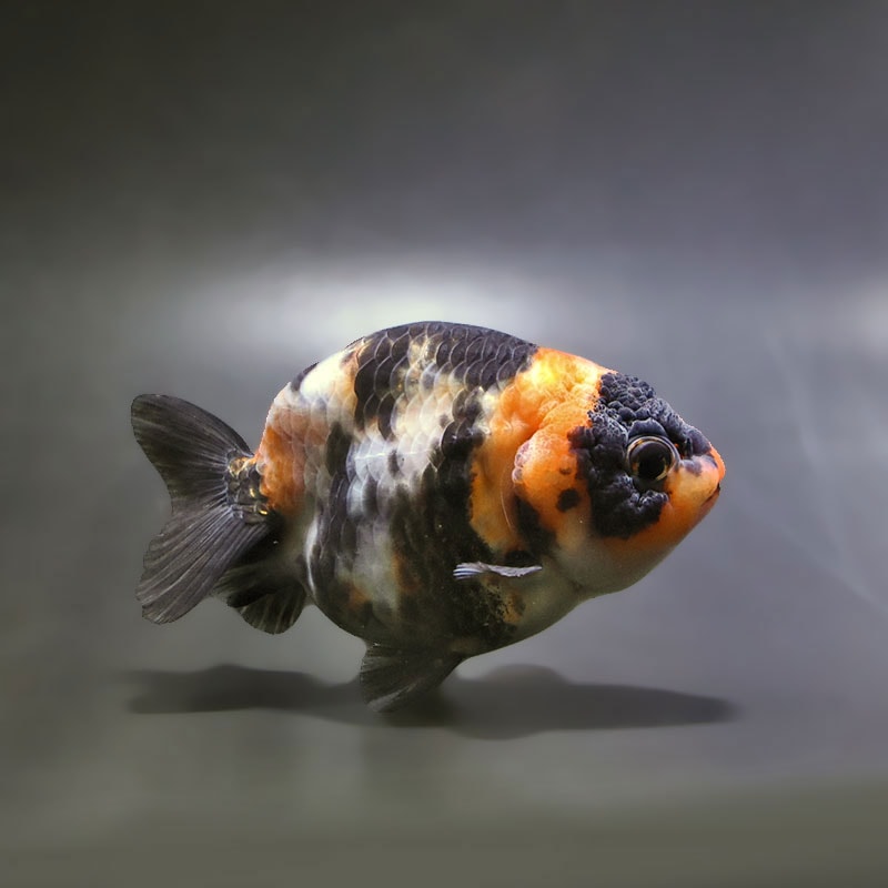 特38 金魚 (使用済み、12種完) 金魚王子】江戸錦 9±1cm前後 (個体番号：xsw932) 金魚 きんぎょ 生体
