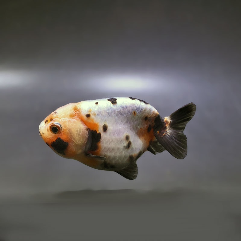 金魚の通販は「金魚王子 オンラインストア」金魚専門店 販売 | 商品一覧