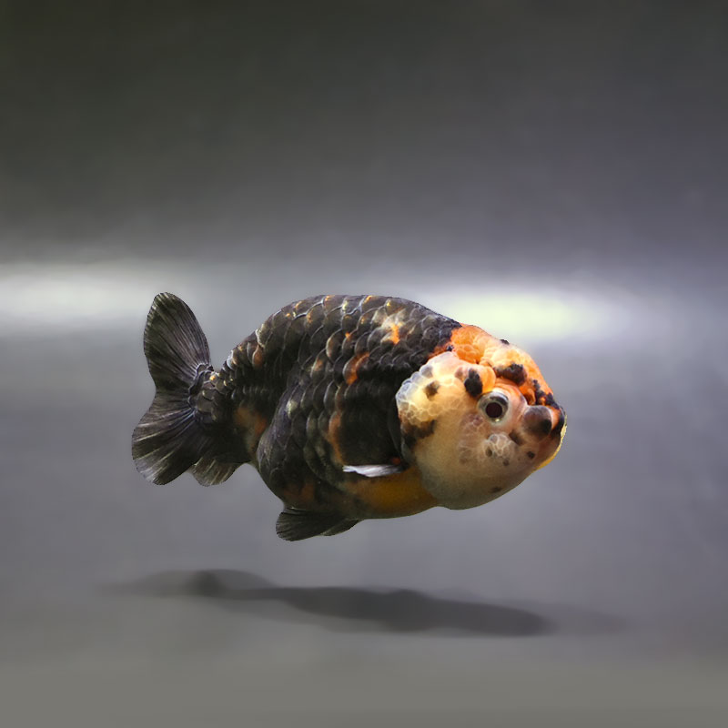 【金魚王子】江戸錦 9±1cm前後 (個体番号:xsw935) 金魚 きんぎょ 生体 らんちゅう 厳選個体
