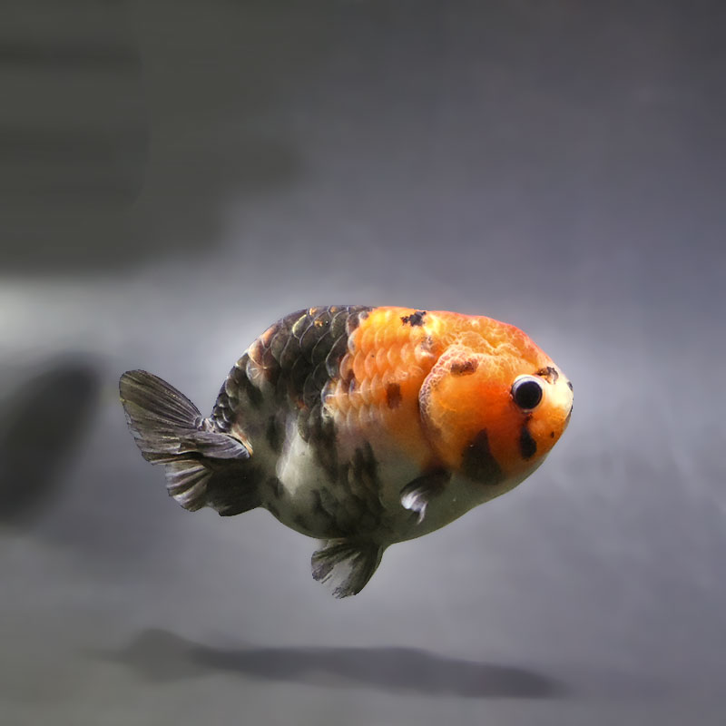 【金魚王子】江戸錦 9±1cm前後 (個体番号:xsw936) 金魚 きんぎょ 生体 らんちゅう 厳選個体