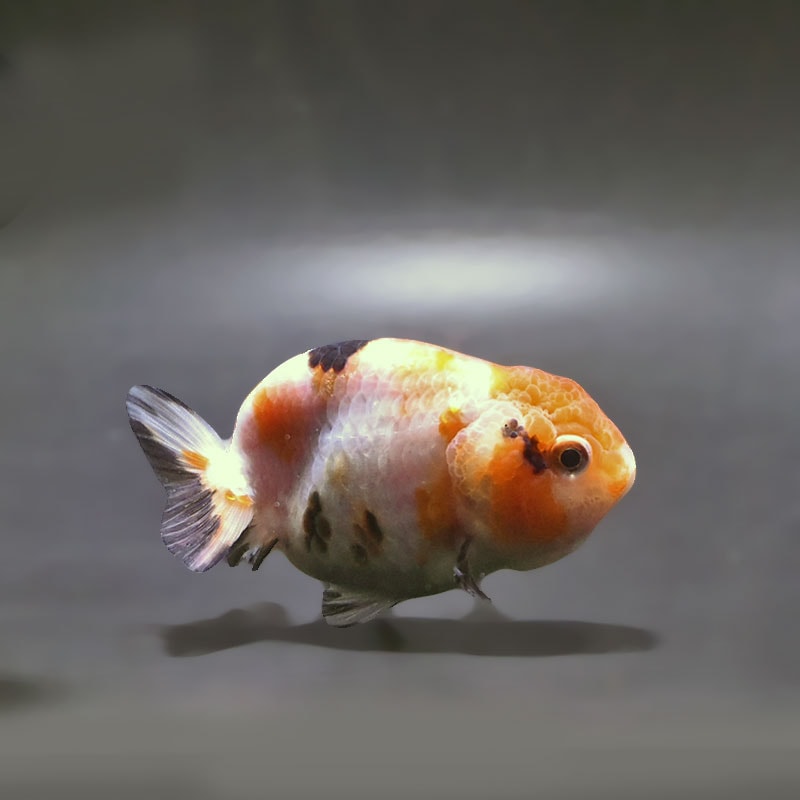 【金魚王子】江戸錦 9±1cm前後 (個体番号:xsw937) 金魚 きんぎょ 生体 らんちゅう 厳選個体