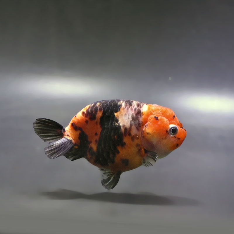 金魚の通販は「金魚王子 オンラインストア」金魚専門店 販売 | 商品一覧