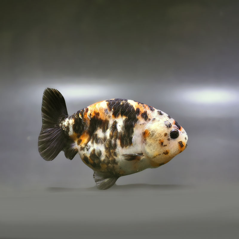 【金魚王子】江戸錦 9±1cm前後 (個体番号:xsw939) 金魚 きんぎょ 生体 らんちゅう 厳選個体