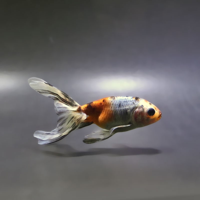【金魚王子】キャリコ丹鳳  10.5±1cm前後 (個体番号：xsw941) 金魚 きんぎょ 生体 丹鳳 厳選個体