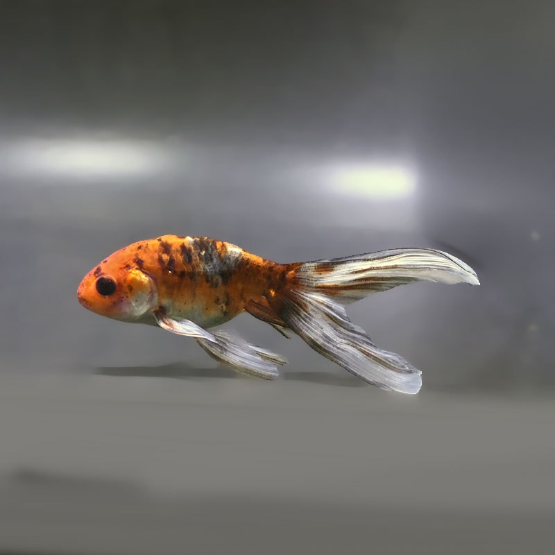 【金魚王子】キャリコ丹鳳  10.5±1cm前後 (個体番号：xsw942) 金魚 きんぎょ 生体 丹鳳 厳選個体