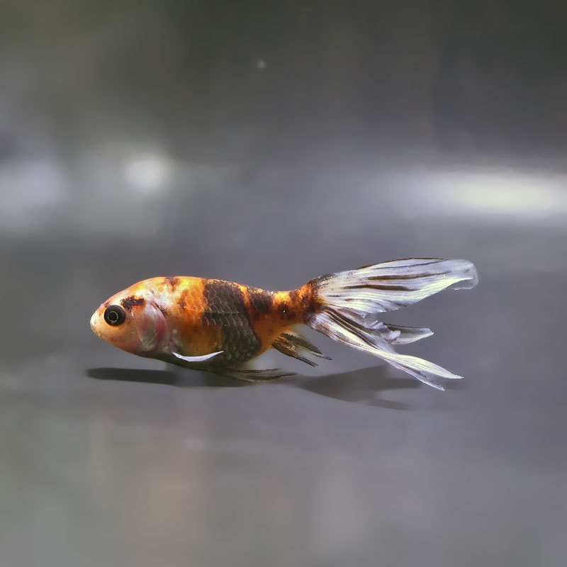 【金魚王子】キャリコ丹鳳  10.5±1cm前後 (個体番号：xsw943) 金魚 きんぎょ 生体 丹鳳 厳選個体