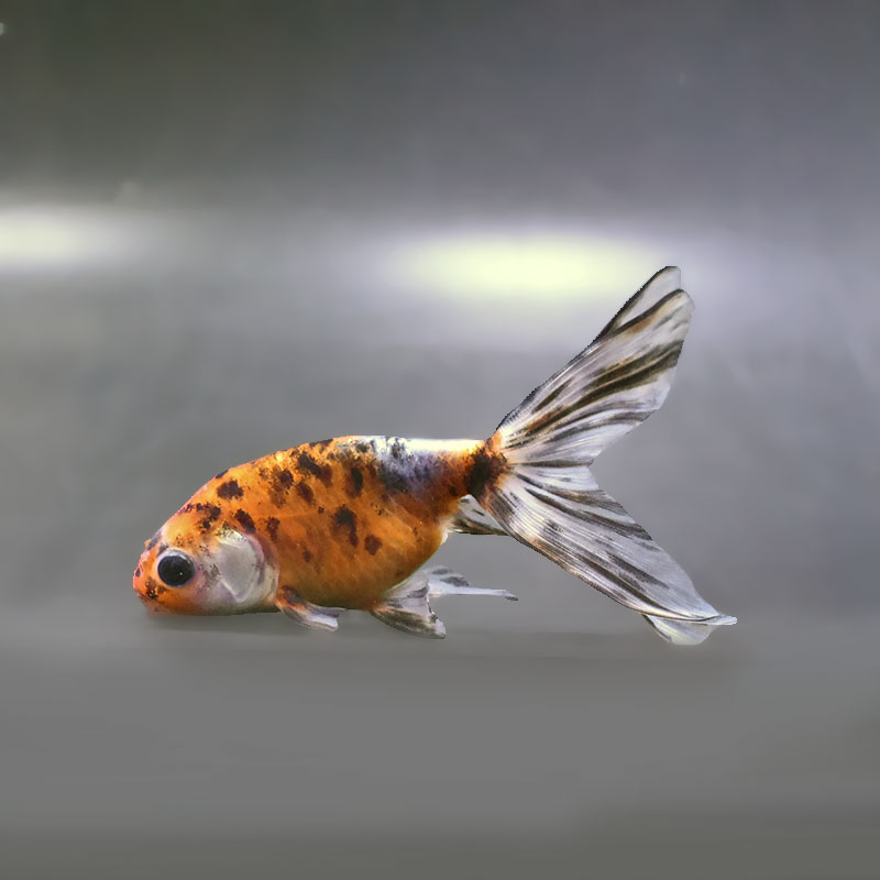 【金魚王子】キャリコ丹鳳  10.5±1cm前後 (個体番号：xsw944) 金魚 きんぎょ 生体 丹鳳 厳選個体
