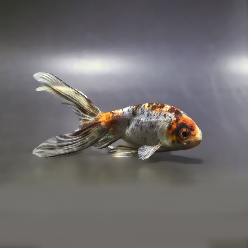 【金魚王子】キャリコ丹鳳  10.5±1cm前後 (個体番号：xsw945) 金魚 きんぎょ 生体 丹鳳 厳選個体