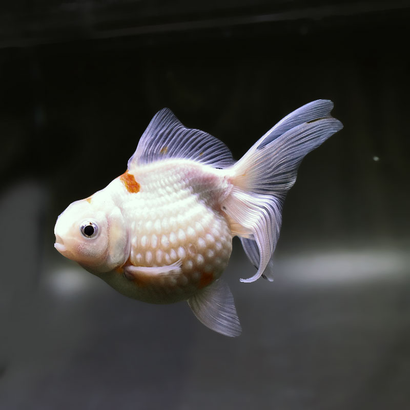 超美品 スワロフスキー デメキン 金魚 魚 2007年 11-26041601 金魚の通販は「金魚王子 オンラインストア」金魚専門店 販売 | 商品一覧