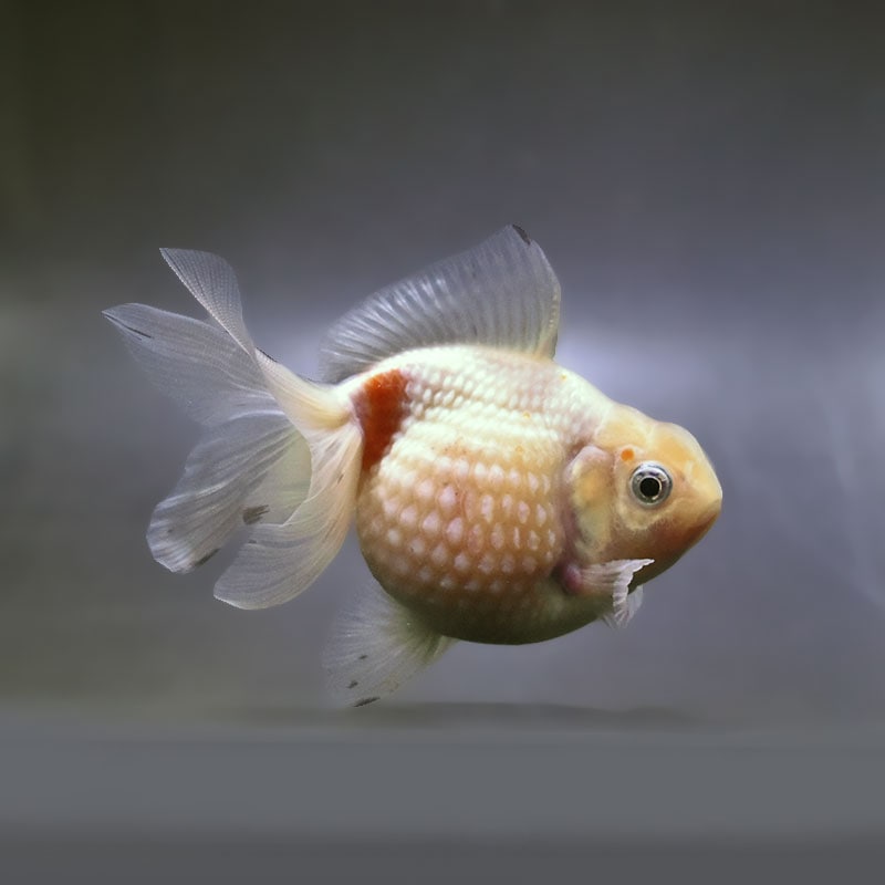 【金魚王子】更紗ピンポンパール 10.5cm前後 (個体番号：xsw953) 金魚 きんぎょ 生体 パールスケール 厳選個体