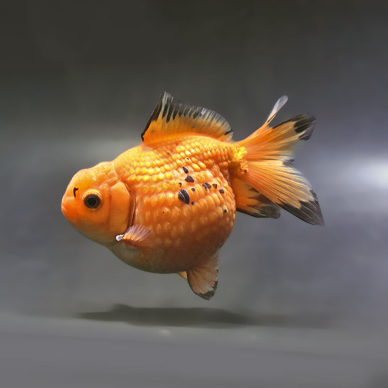 【金魚王子】レッドピンポンパール 10.5cm前後 (個体番号：xsw954) 金魚 きんぎょ 生体 パールスケール 厳選個体