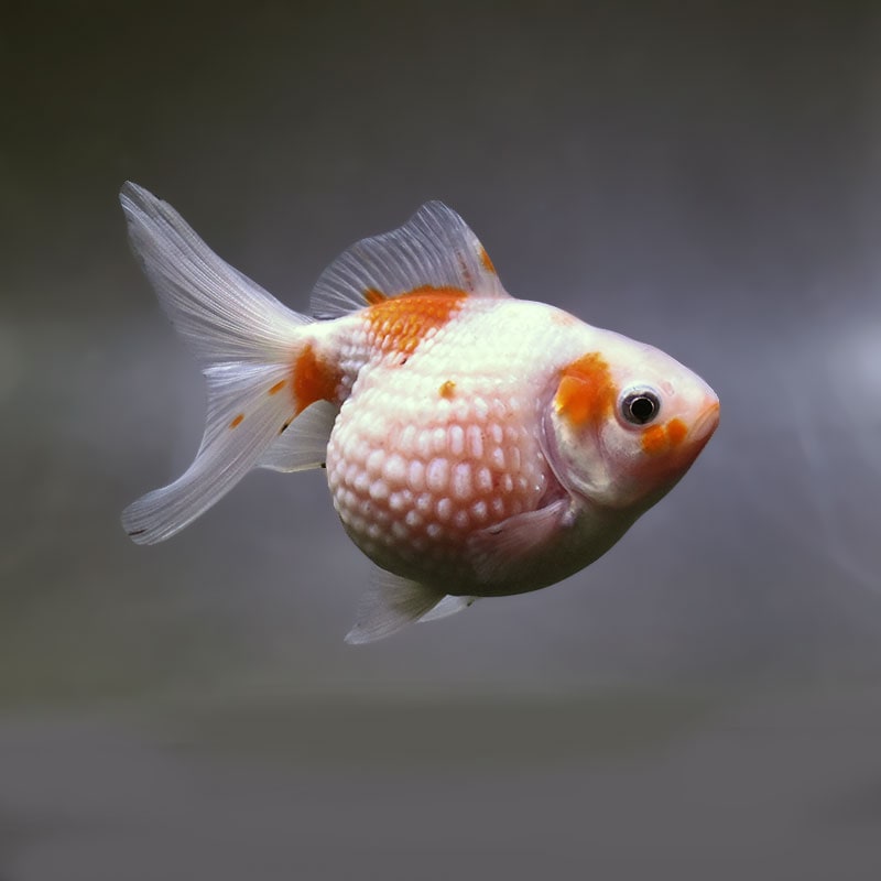 【金魚王子】更紗ピンポンパール 11cm前後 (個体番号：xsw955) 金魚 きんぎょ 生体 パールスケール 厳選個体