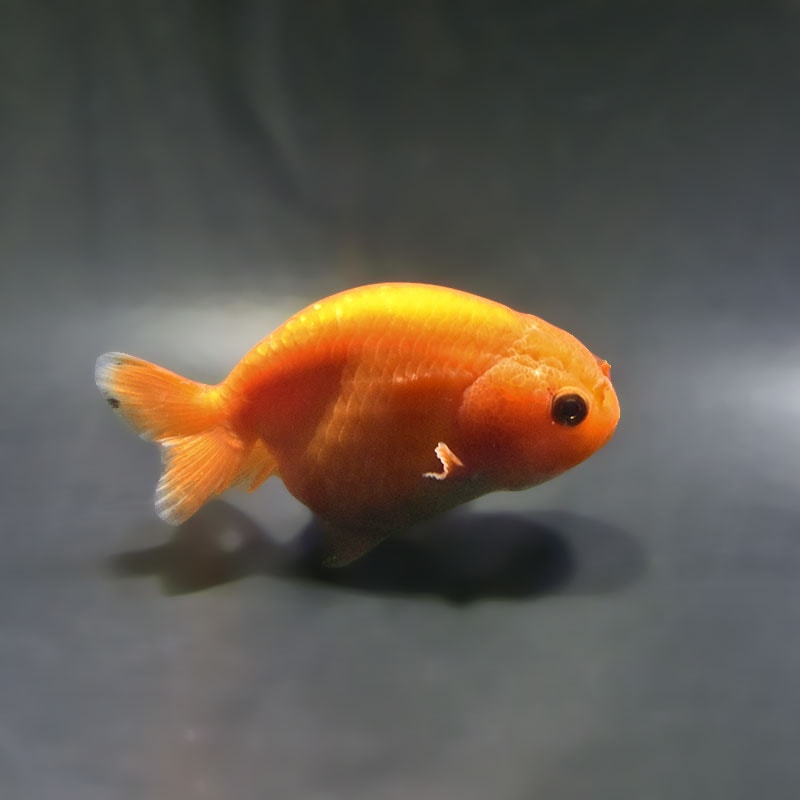【金魚王子】もみじらんちゅう 9cm前後 (個体番号:xsw961) 金魚 きんぎょ 生体 らんちゅう 厳選個体