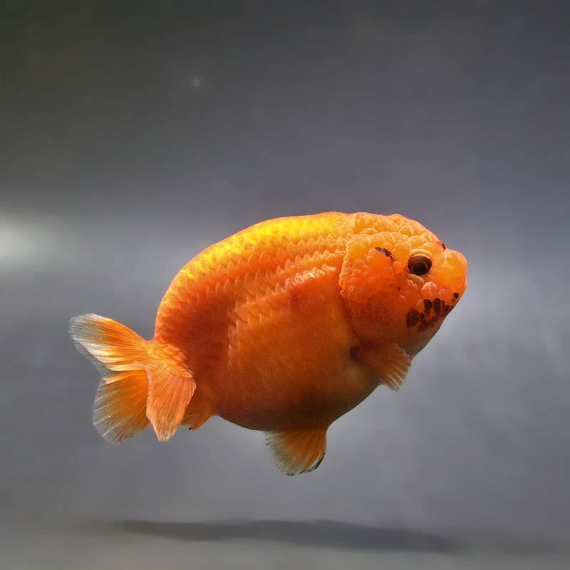 【金魚王子】もみじらんちゅう 9cm前後 (個体番号:xsw962) 金魚 きんぎょ 生体 らんちゅう 厳選個体