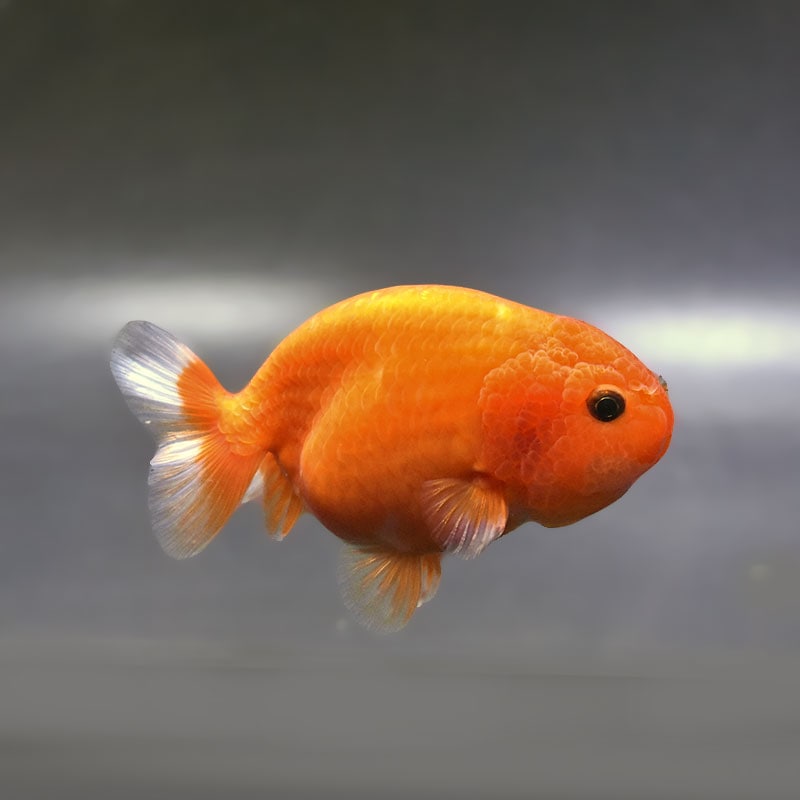 【金魚王子】もみじらんちゅう 9.5cm前後 (個体番号:xsw963) 金魚 きんぎょ 生体 らんちゅう 厳選個体