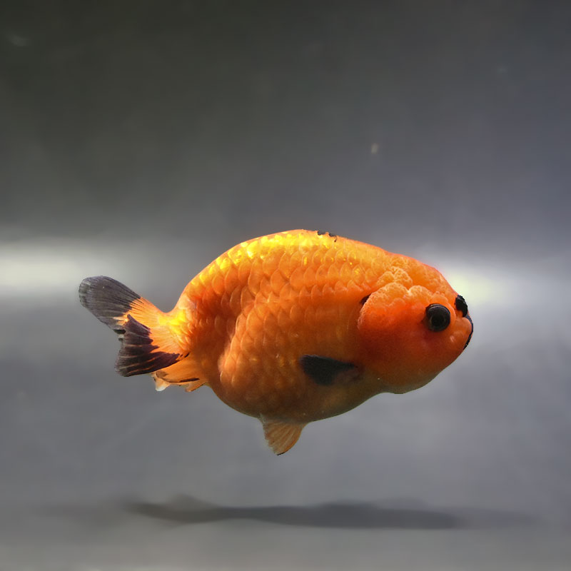 【金魚王子】もみじらんちゅう 9.5cm前後 (個体番号:xsw964) 金魚 きんぎょ 生体 らんちゅう 厳選個体