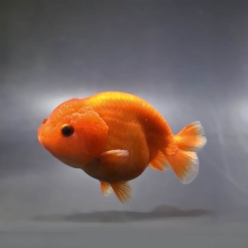 【金魚王子】もみじらんちゅう 10cm前後 (個体番号:xsw965) 金魚 きんぎょ 生体 らんちゅう 厳選個体