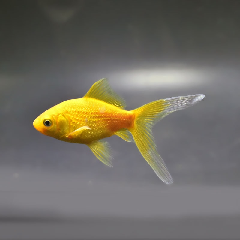 【金魚王子】キラキラ 8～9cm前後 (個体番号：xsw971) 金魚 きんぎょ 生体 キラキラ 厳選個体