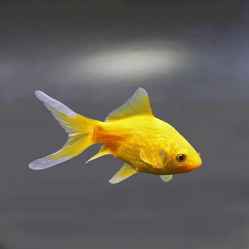 【金魚王子】キラキラ 8～9cm前後 (個体番号：xsw972) 金魚 きんぎょ 生体 キラキラ 厳選個体