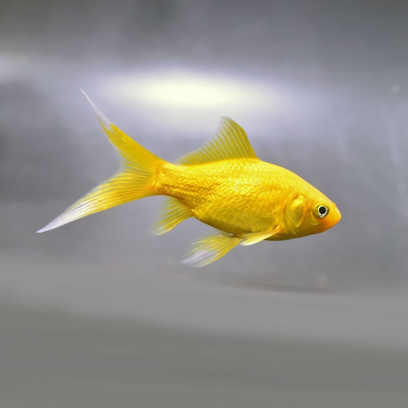 【金魚王子】キラキラ 8～9cm前後 (個体番号：xsw973) 金魚 きんぎょ 生体 キラキラ 厳選個体