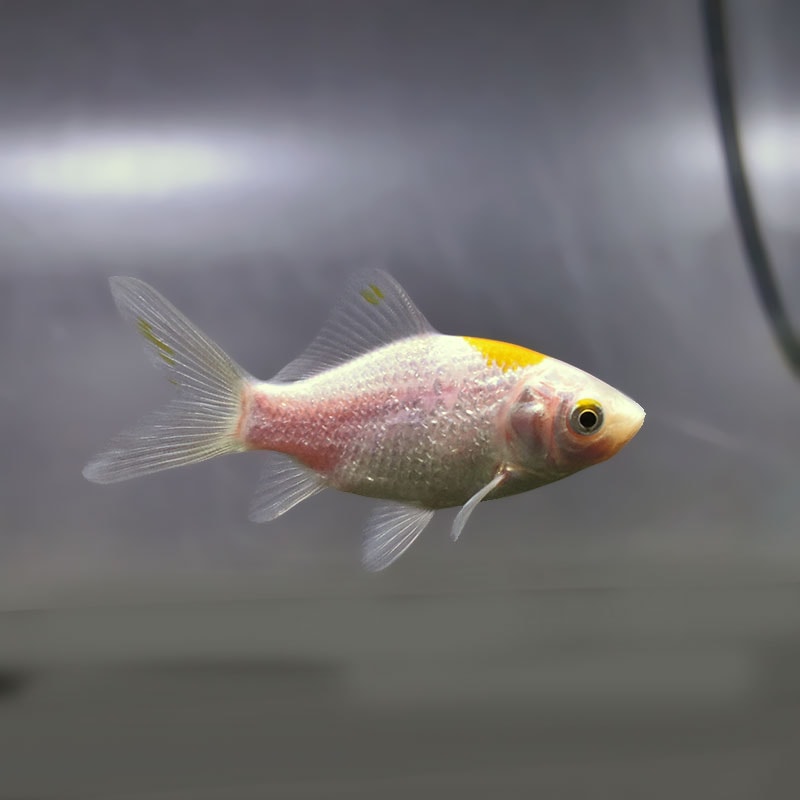 【金魚王子】キラキラ 8～9cm前後 (個体番号：xsw974) 金魚 きんぎょ 生体 キラキラ 厳選個体