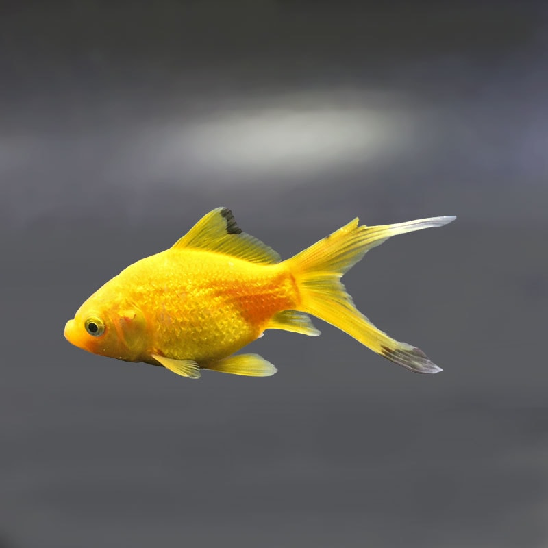 【金魚王子】キラキラ 8～9cm前後 (個体番号：xsw975) 金魚 きんぎょ 生体 キラキラ 厳選個体