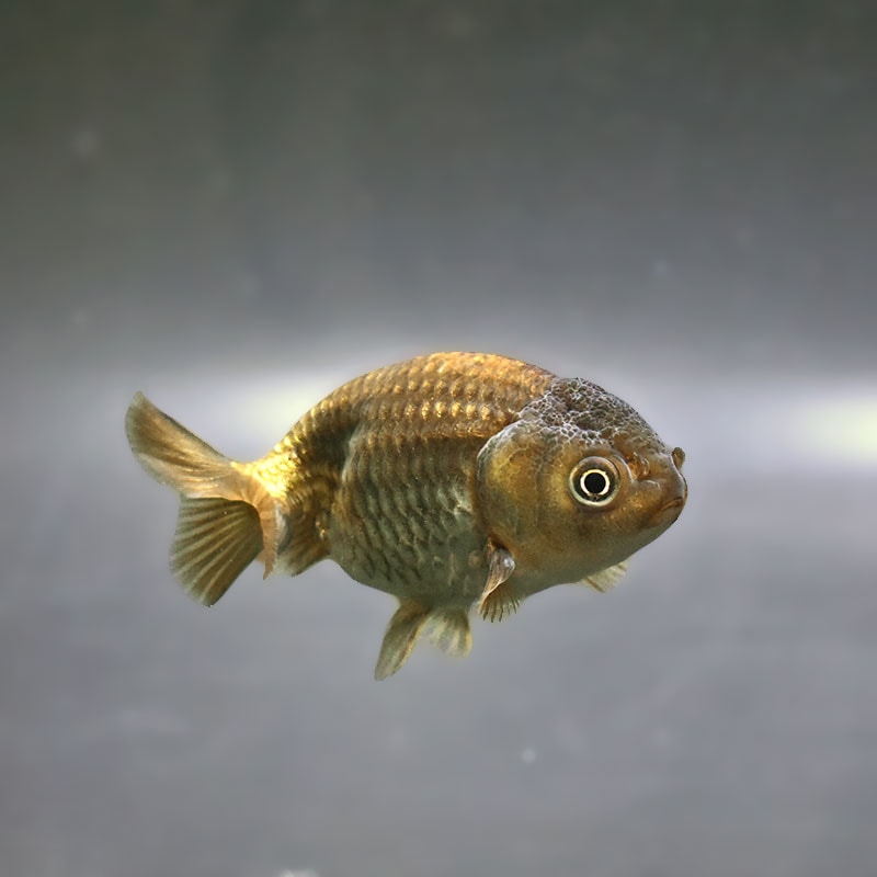 【金魚王子】ブラックらんちゅう 7±1cm前後 (個体番号:xsw981) 金魚 きんぎょ 生体 らんちゅう 厳選個体