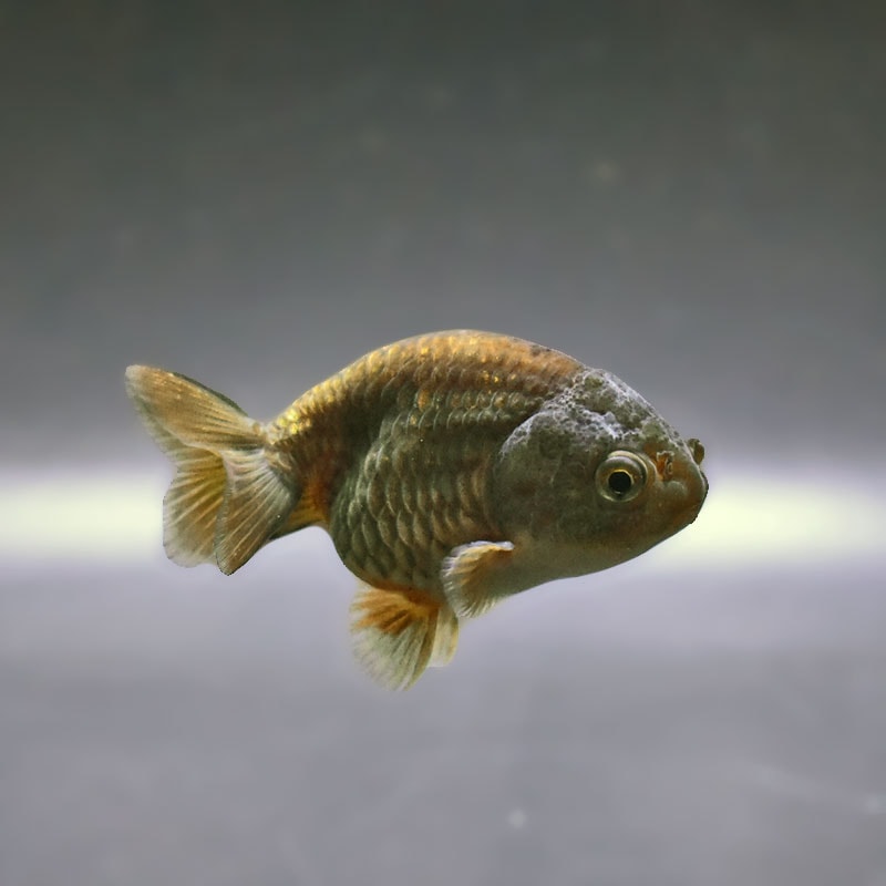 【金魚王子】ブラックらんちゅう 7±1cm前後 (個体番号:xsw982) 金魚 きんぎょ 生体 らんちゅう 厳選個体