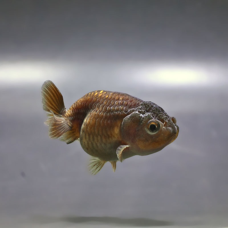 【金魚王子】ブラックらんちゅう 7±1cm前後 (個体番号:xsw983) 金魚 きんぎょ 生体 らんちゅう 厳選個体