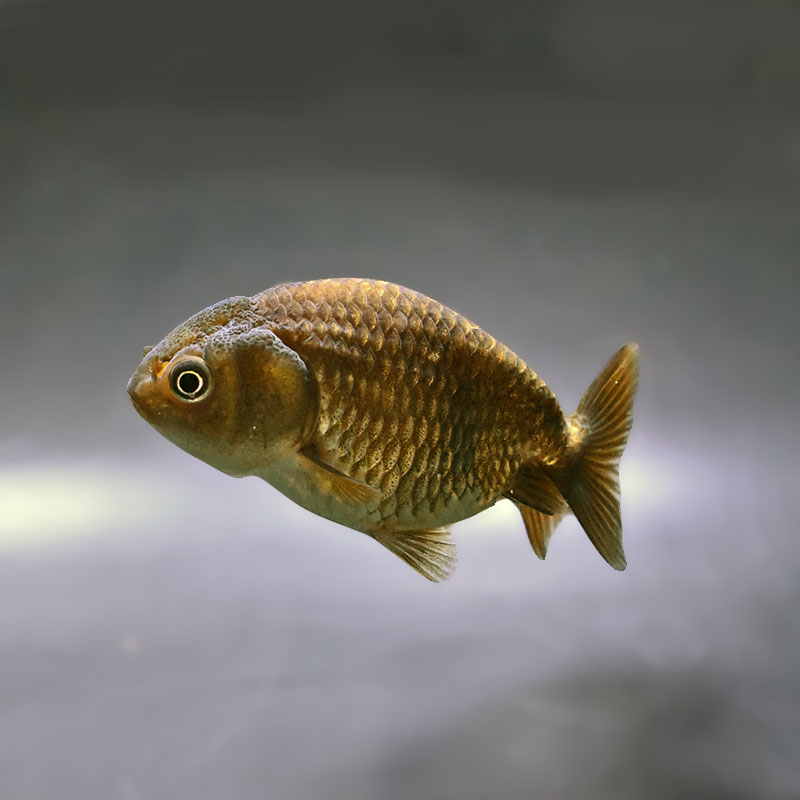 【金魚王子】ブラックらんちゅう 7±1cm前後 (個体番号:xsw984) 金魚 きんぎょ 生体 らんちゅう 厳選個体