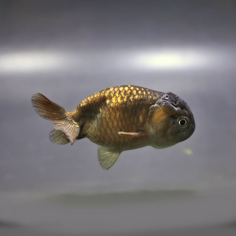 金魚の通販は「金魚王子 オンラインストア」金魚専門店 販売 | 商品一覧