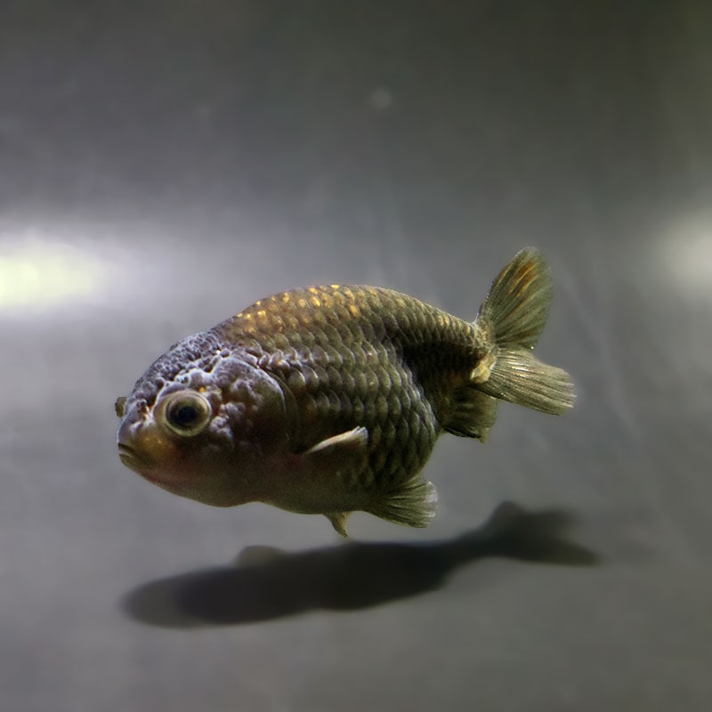 【金魚王子】ブラックらんちゅう 7±1cm前後 (個体番号:xsw986) 金魚 きんぎょ 生体 らんちゅう 厳選個体