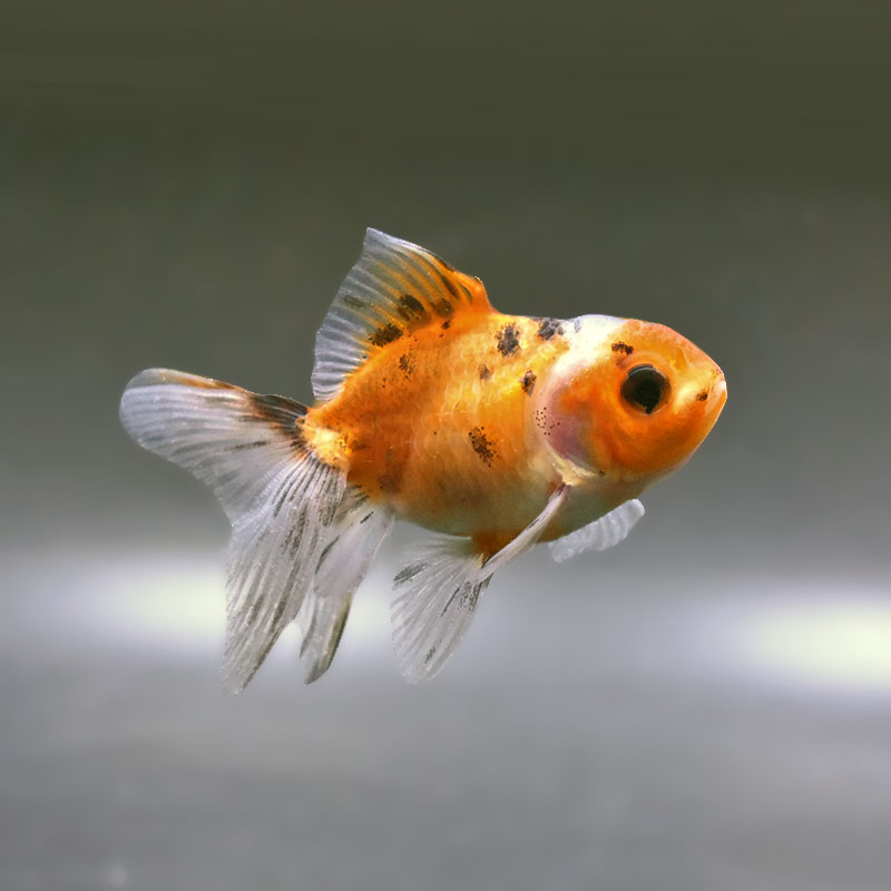すべての商品 | 金魚の通販は「金魚王子 オンラインストア」金魚専門店