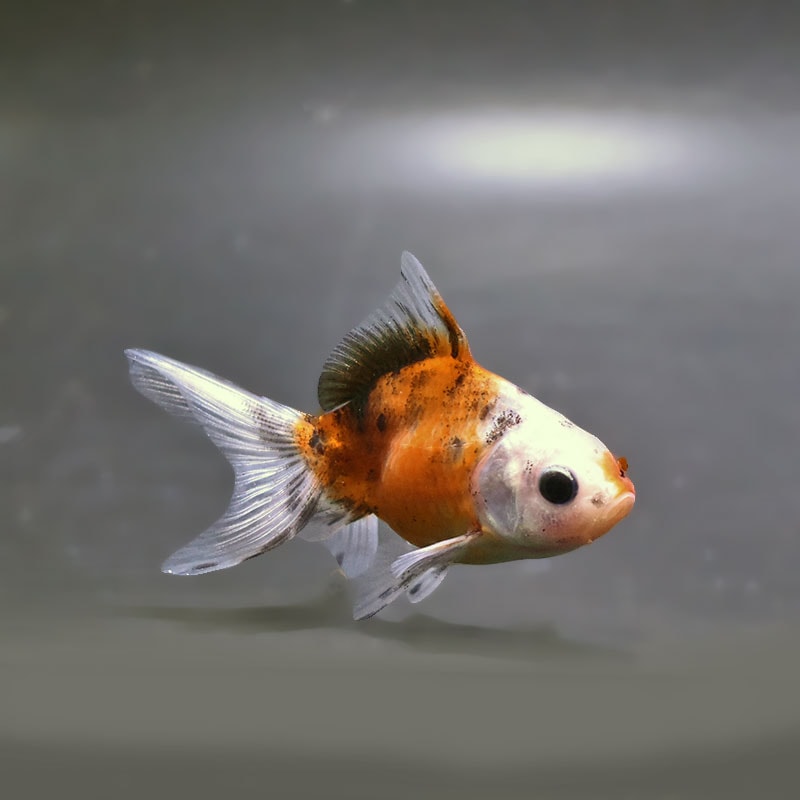 すべての商品 | 金魚の通販は「金魚王子 オンラインストア」金魚専門店
