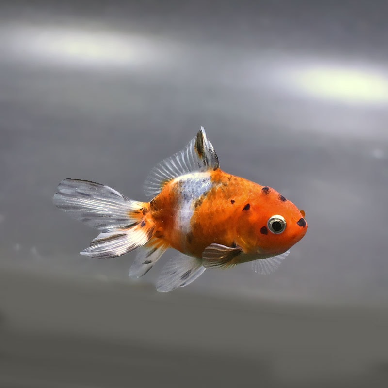 金魚の通販は「金魚王子 オンラインストア」金魚専門店 販売 | 商品一覧