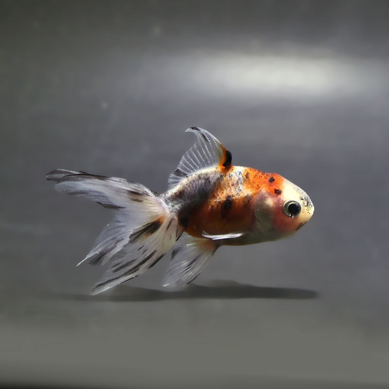 金魚王子】東錦 8±1cm前後 (個体番号：zaq110) 金魚 きんぎょ 生体