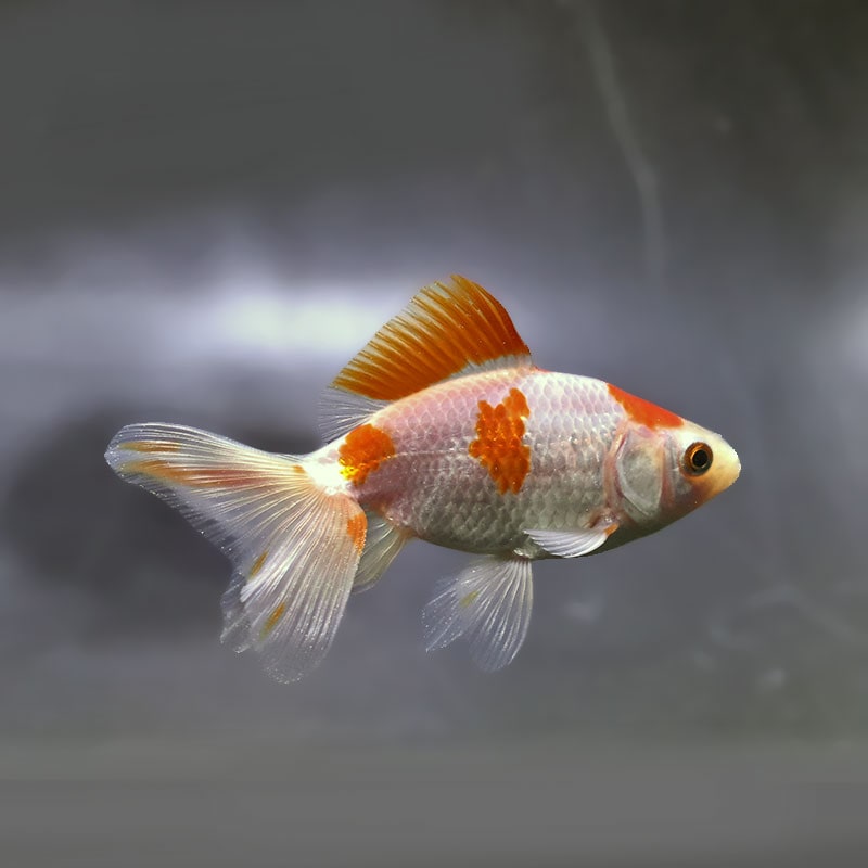 【金魚王子】東海錦  9cm前後 (個体番号：zaq111) 金魚 きんぎょ 生体 地金 厳選個体