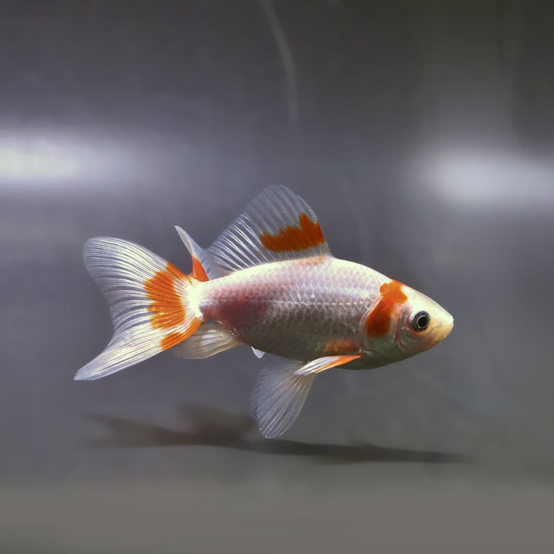 金魚の通販は「金魚王子 オンラインストア」金魚専門店 販売 | 商品一覧