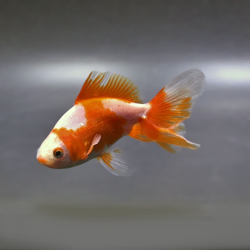 【金魚王子】東海錦  9cm前後 (個体番号：zaq113) 金魚 きんぎょ 生体 地金 厳選個体