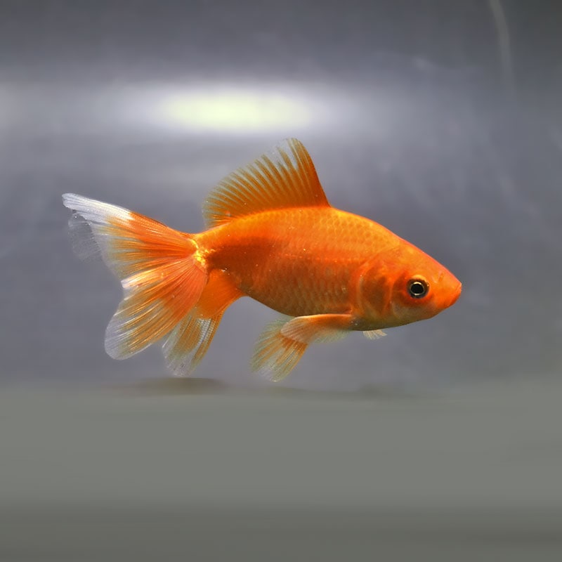 金魚の通販は「金魚王子 オンラインストア」金魚専門店 販売 | 商品一覧
