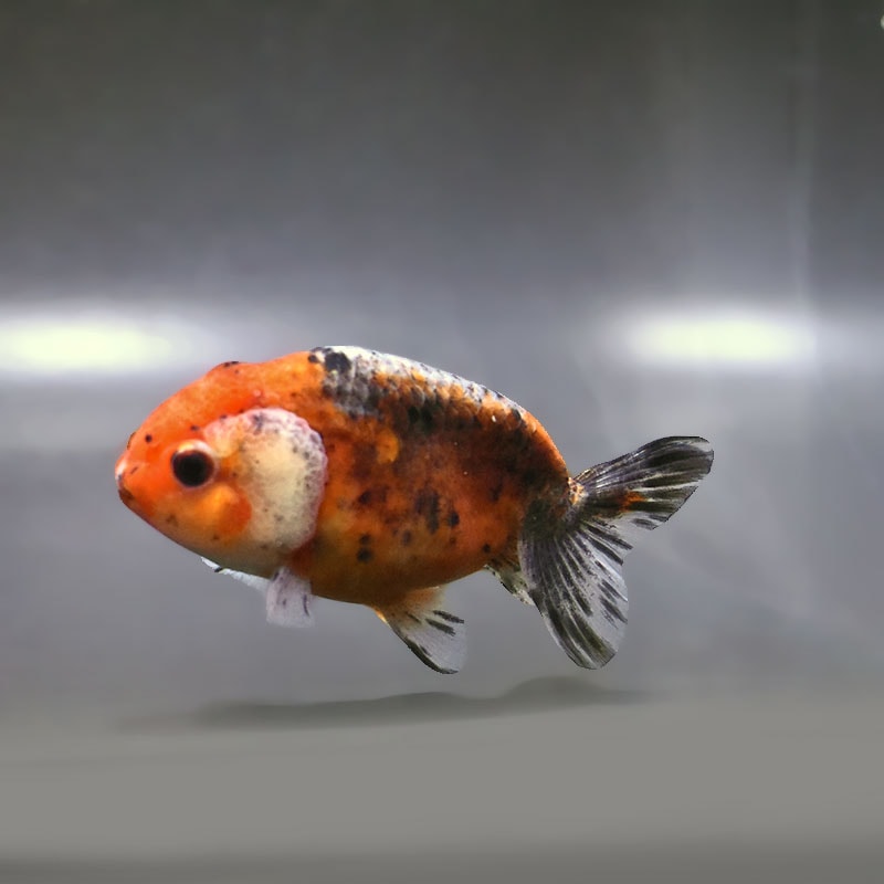 【金魚王子】五色江戸錦 10cm前後 (個体番号：zaq122) 金魚 きんぎょ 生体 らんちゅう 厳選個体