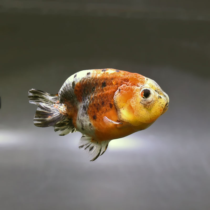 すべての商品 | 金魚の通販は「金魚王子 オンラインストア」金魚専門店