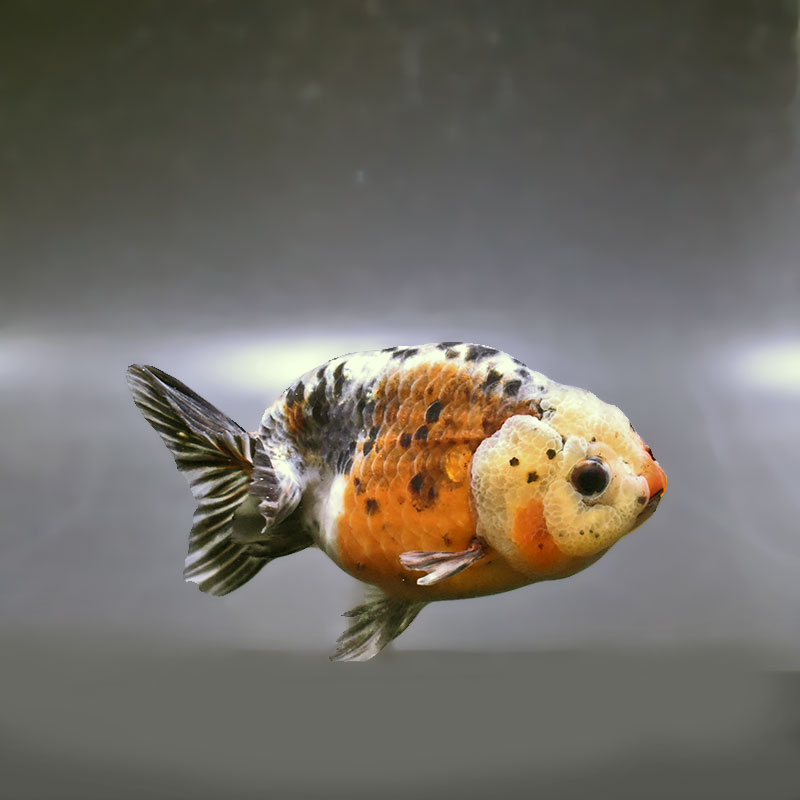 【金魚王子】五色江戸錦 11.5cm前後 (個体番号：zaq124) 金魚 きんぎょ 生体 らんちゅう 厳選個体